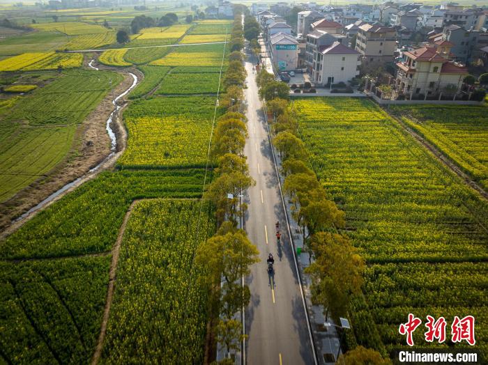 油菜花海中的半程马拉松点燃春日赛道